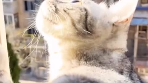 Don't Try Logical 😂 Funny Cats Compilation 😂❤️