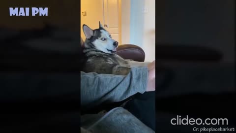 HUSKY LOOVE, FEELING JEALOUS