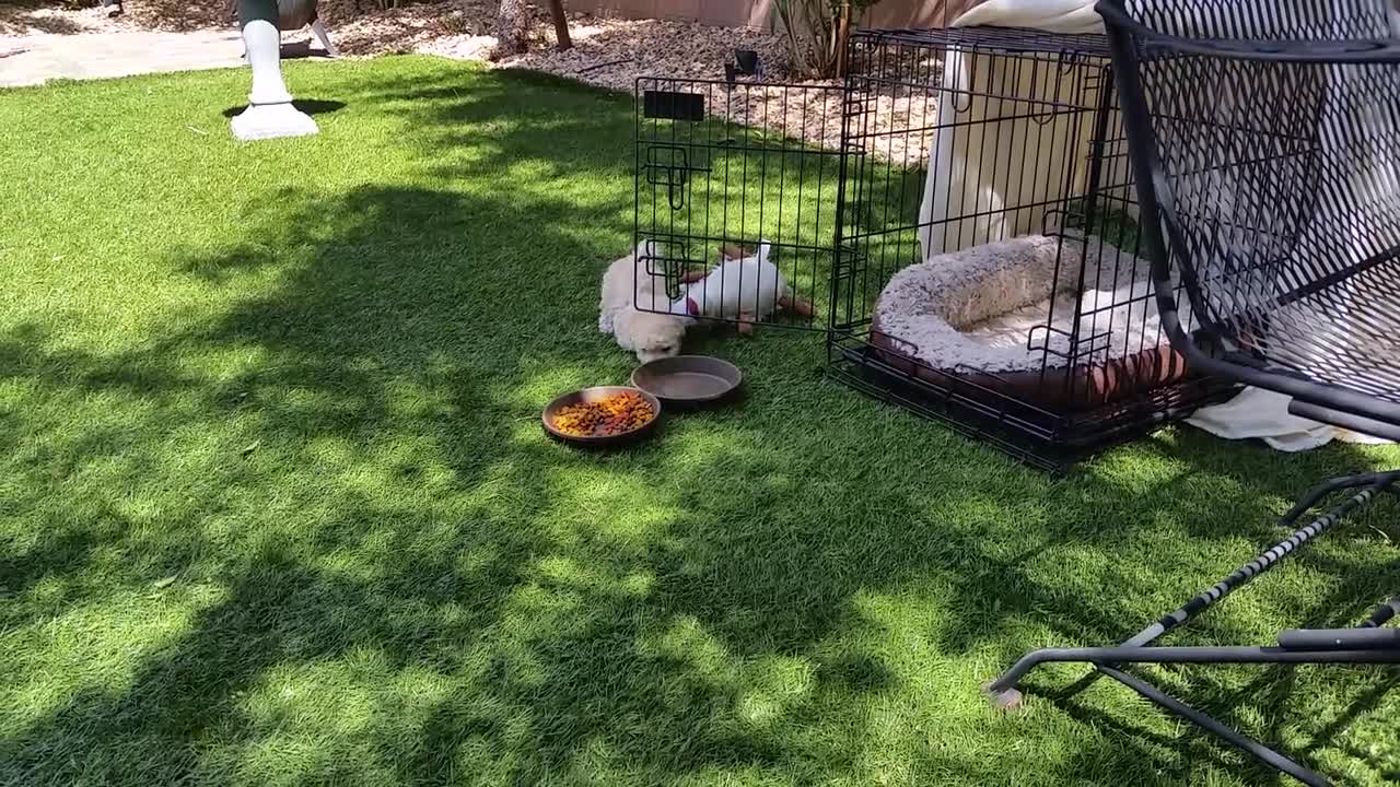 Puppies in the Garden