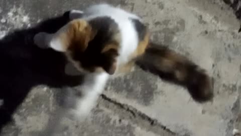 Kittens Tussle