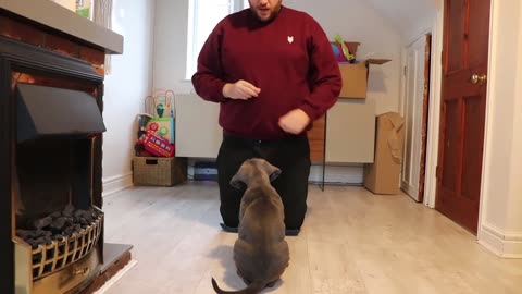 CANE CORSO PUPPY! First Week At Home!