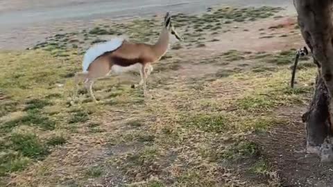 Jumping into the weekend like 🦌