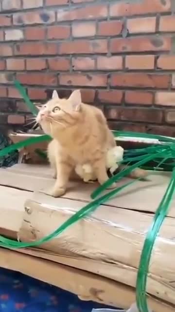 Such a sweet, protector cat