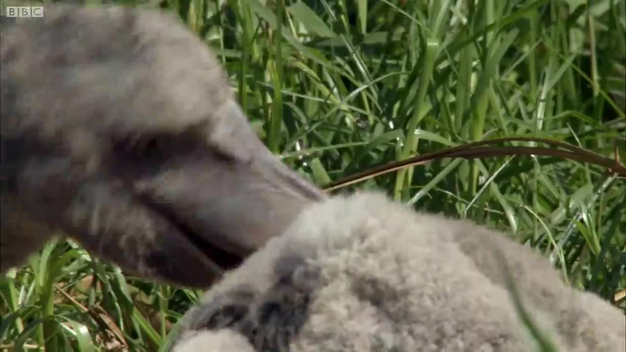 The Dark Side of Shoebill Chicks | Africa |