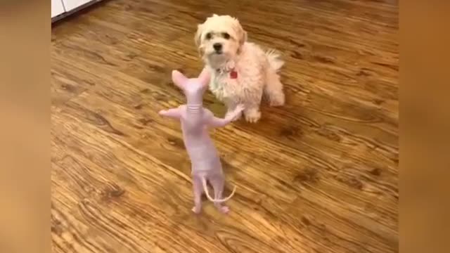 Funny video - Cat dancing and grimacing