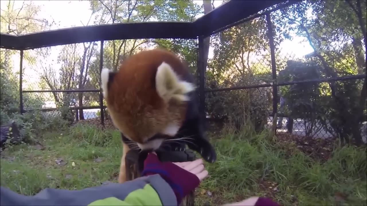 Baby Pandas Being Baby Pandas - Red Pandas Edition