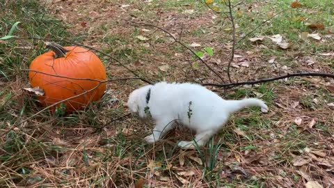 Cody Bear (black) and Thunder (royal blue) wandering about the pumpkins