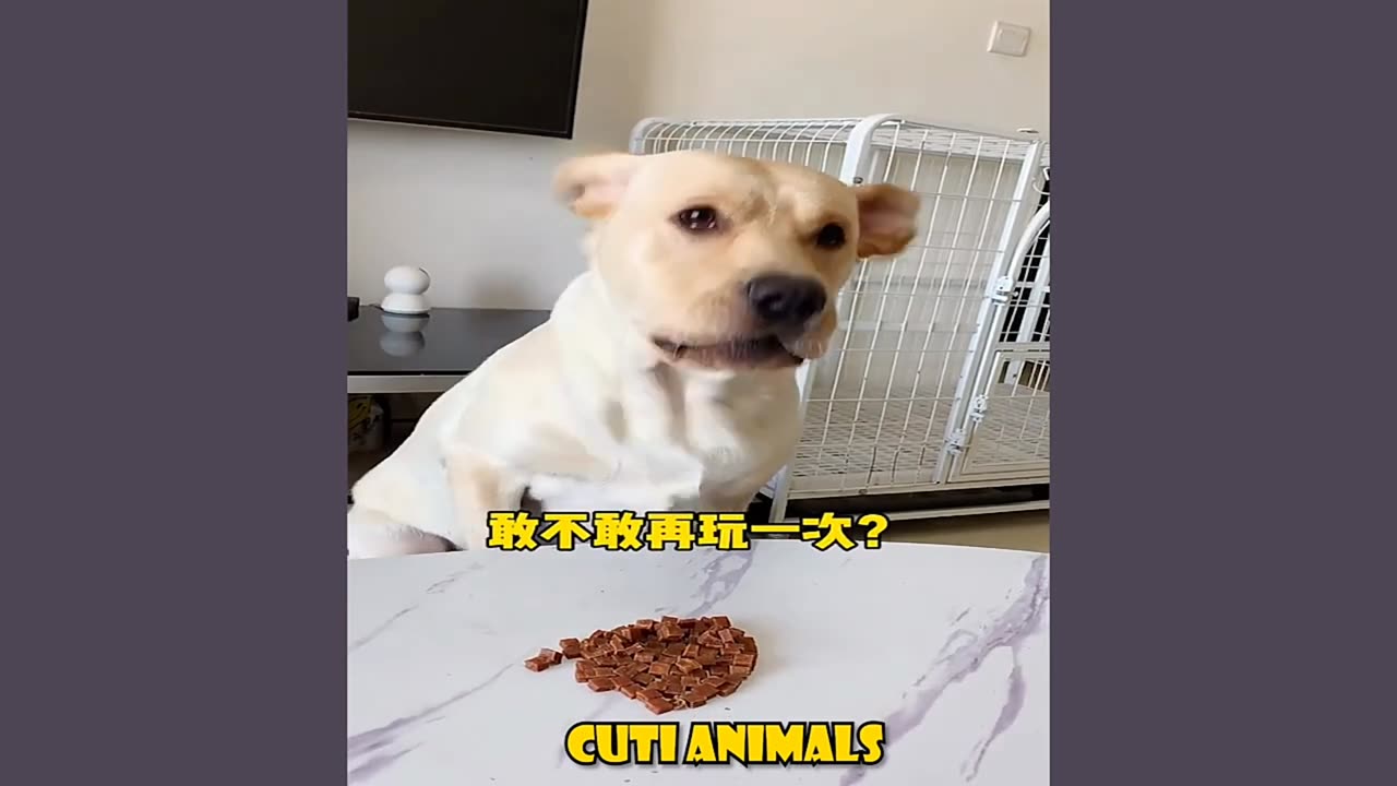 Funny dog food challenge 🤣🤣