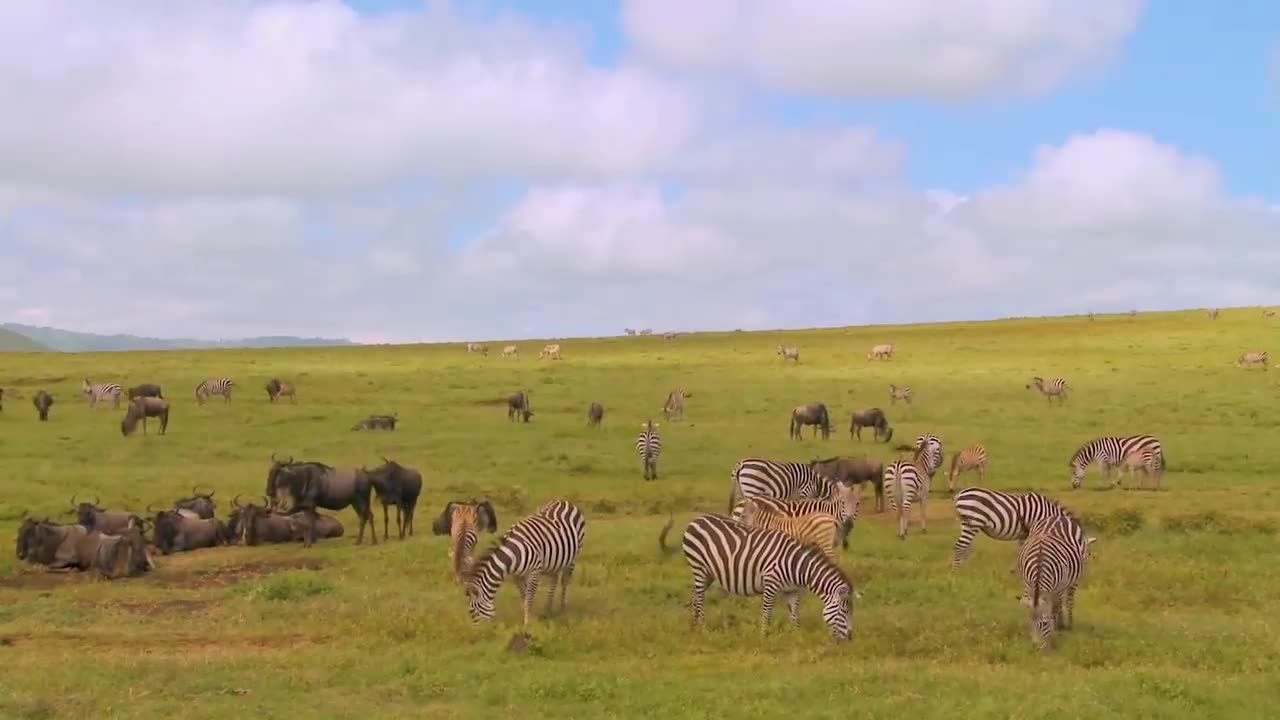 Elephant in The Wild in Africa 4K - Scenic Wildlife Film With Calming Music