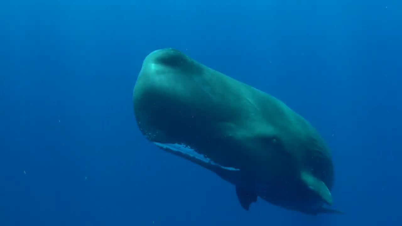 A Creaking, Communicative Extraordinary Sperm Whale