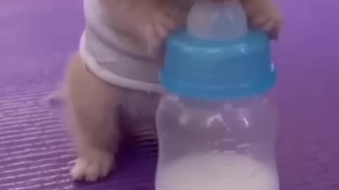 Baby cat milk