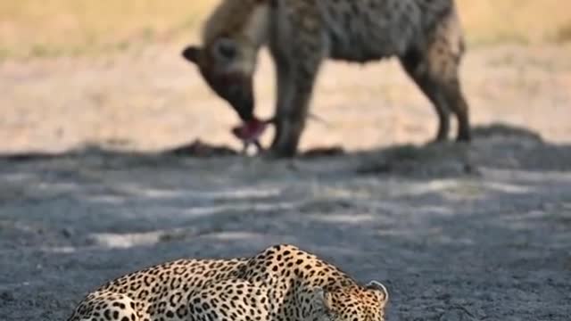 Hyenas and leopards