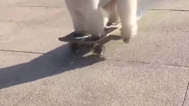 This adorable doggie can skateboard.