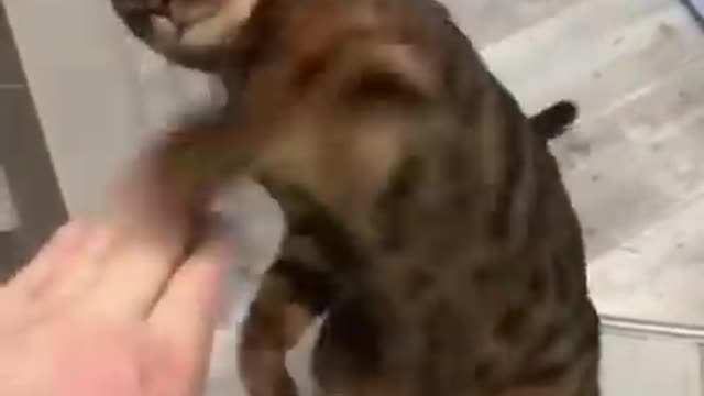 Cat video angey