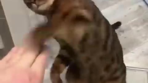 Cat video angey