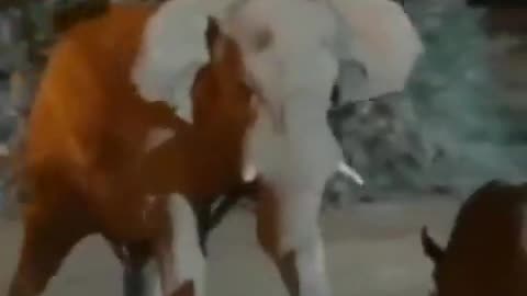A dramatic confrontation between an elephant and a rhino