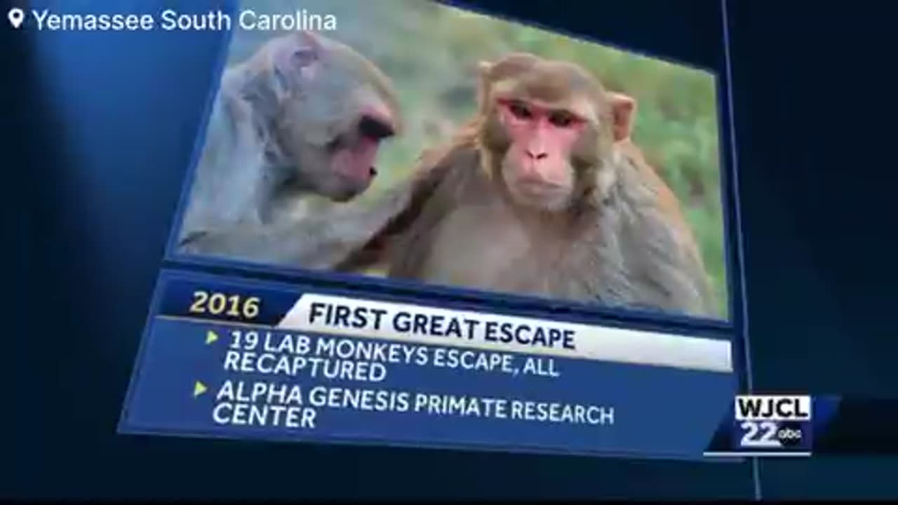 Authorities conducting an search for 40 Rhesus monkeys that fled from biomedical research facility