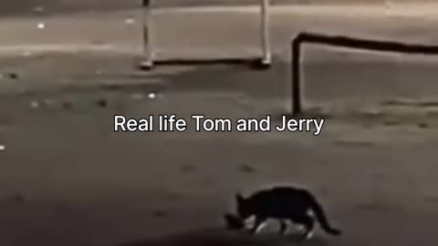 Tom& Jerry 🐀😺🐾✨