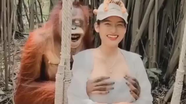 Orang utan