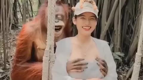 Orang utan