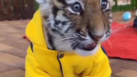 Cute Tiger cub