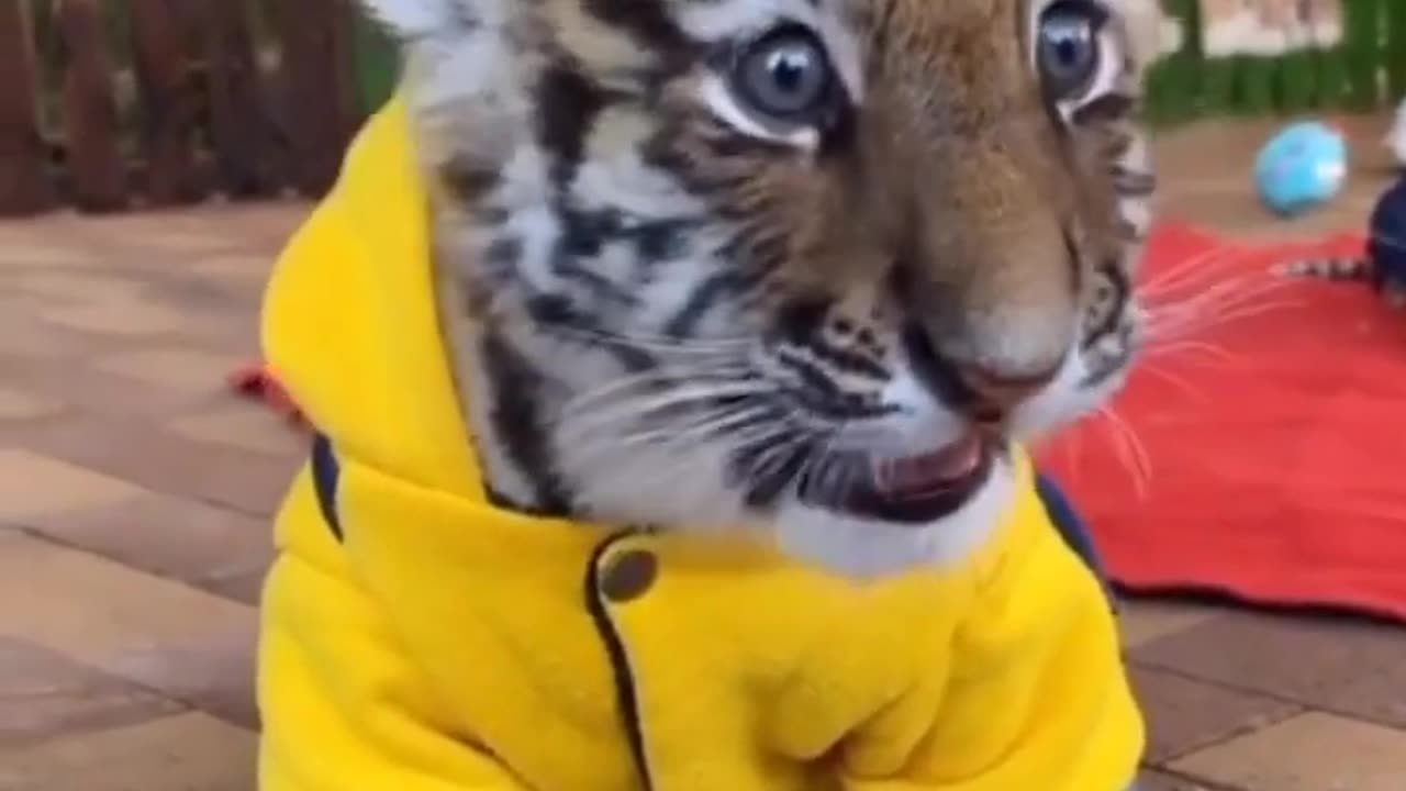 Cute Tiger cub