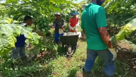 How to Grow 69.000 Tons of Papaya in Greenhouse and Harvest - Modern Agriculture Technoloy