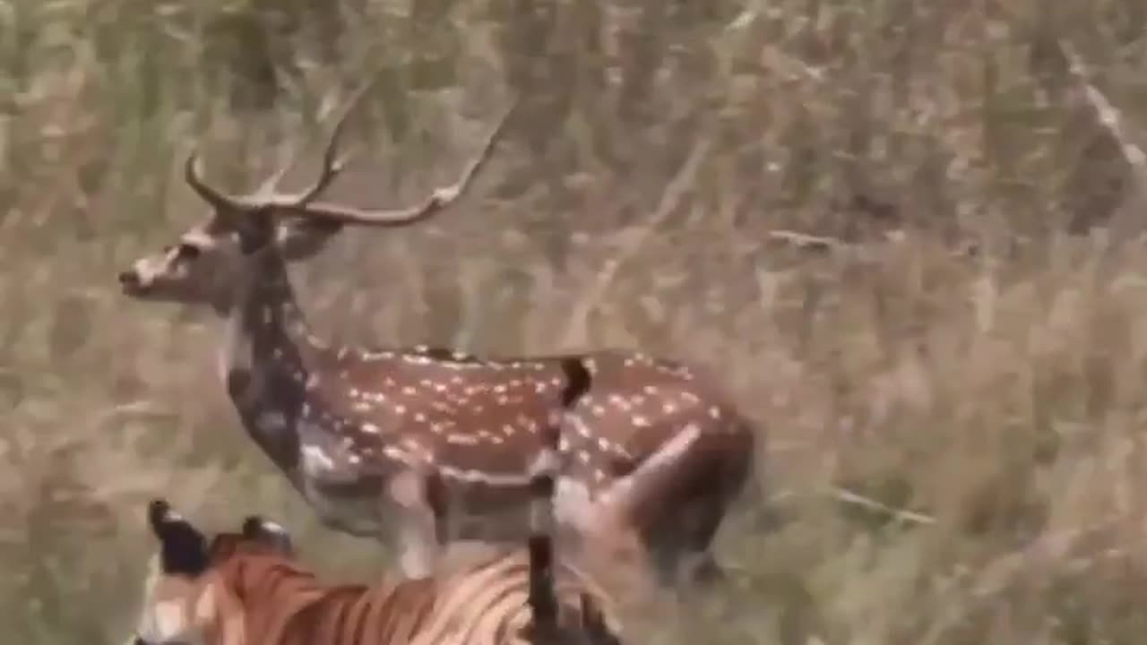 Wildlife in closer view with a natural perspective.