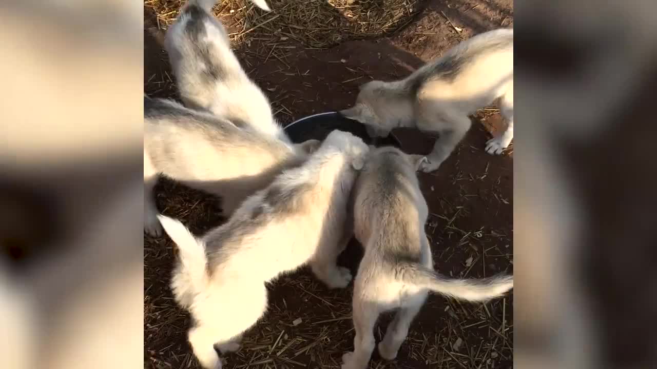 Funny Animal Eating