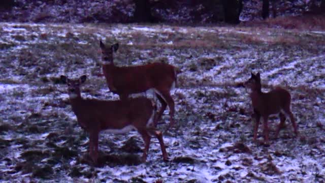 White-tailed deer