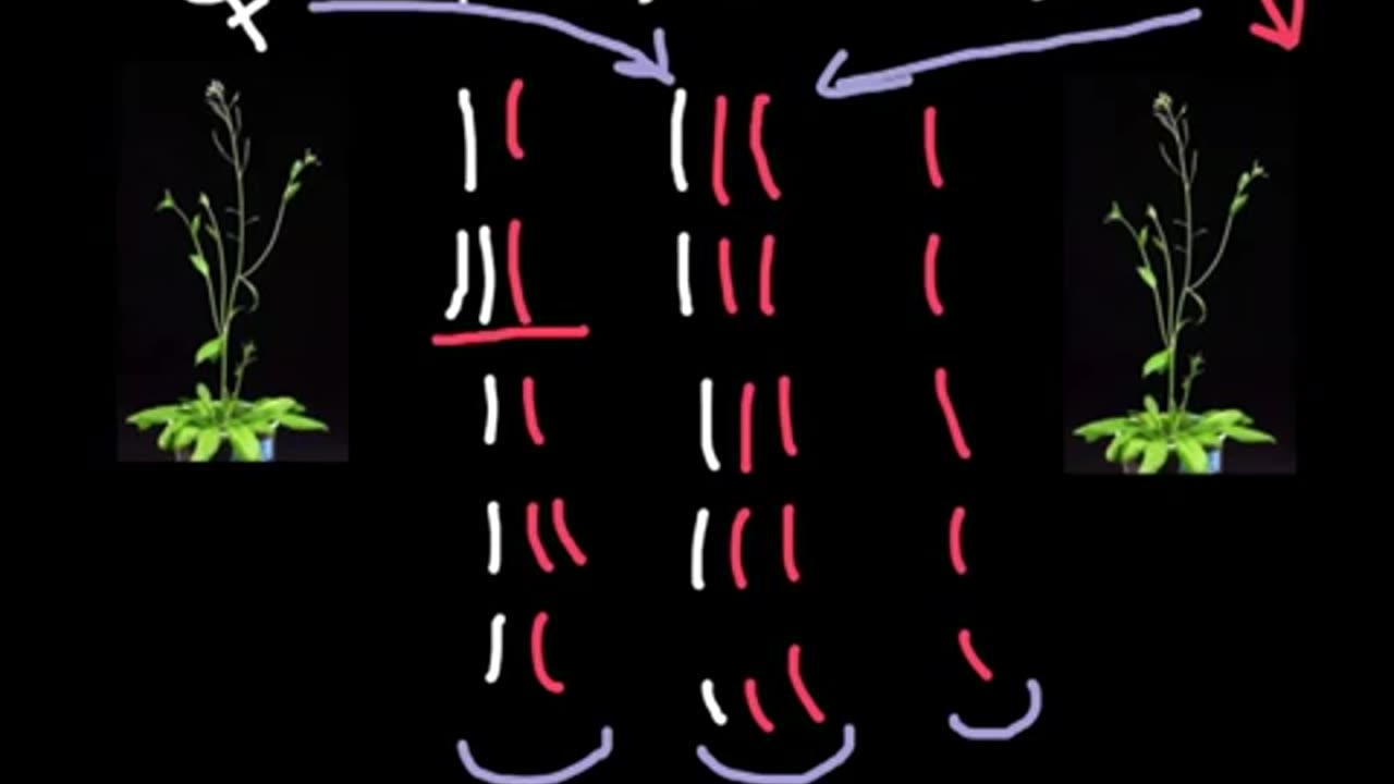 Triploidy or Trisomy what is the difference?