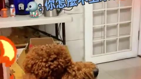 炸雞腿跟白斬雞吵架？要不是親眼所見我真的不信！