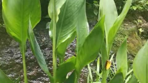 Plants by the river