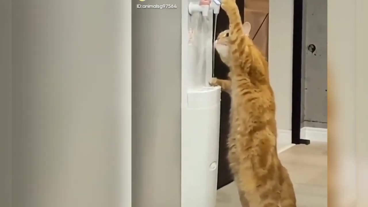 Cute animals video