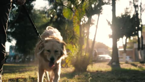 Dog walking with its owner in a park