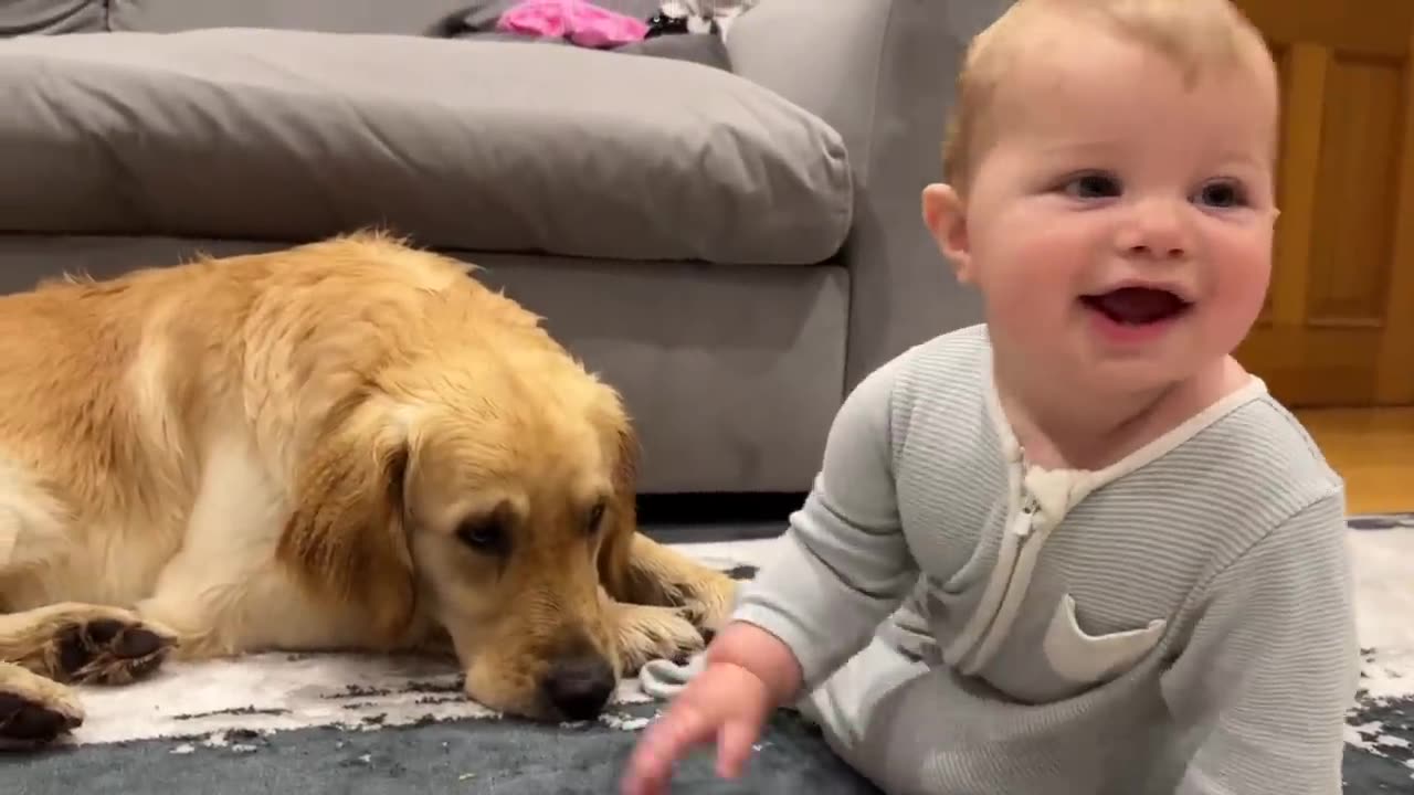 Golden Retriever Pupy Makes Baby Cry But Says Sorry
