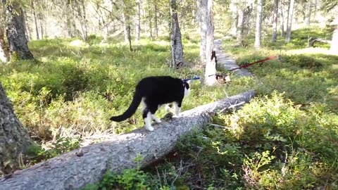 HIKING WITH YOUR CAT YOU CAN