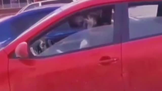 Husky I can’t take it anymore 😫😫#dog #dogsoftiktok