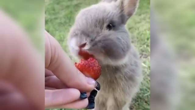 Squirrel eating strawberry!