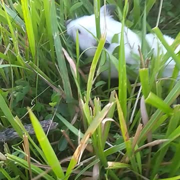 Cutest hamster 🐹🐹🐹🐹🐹