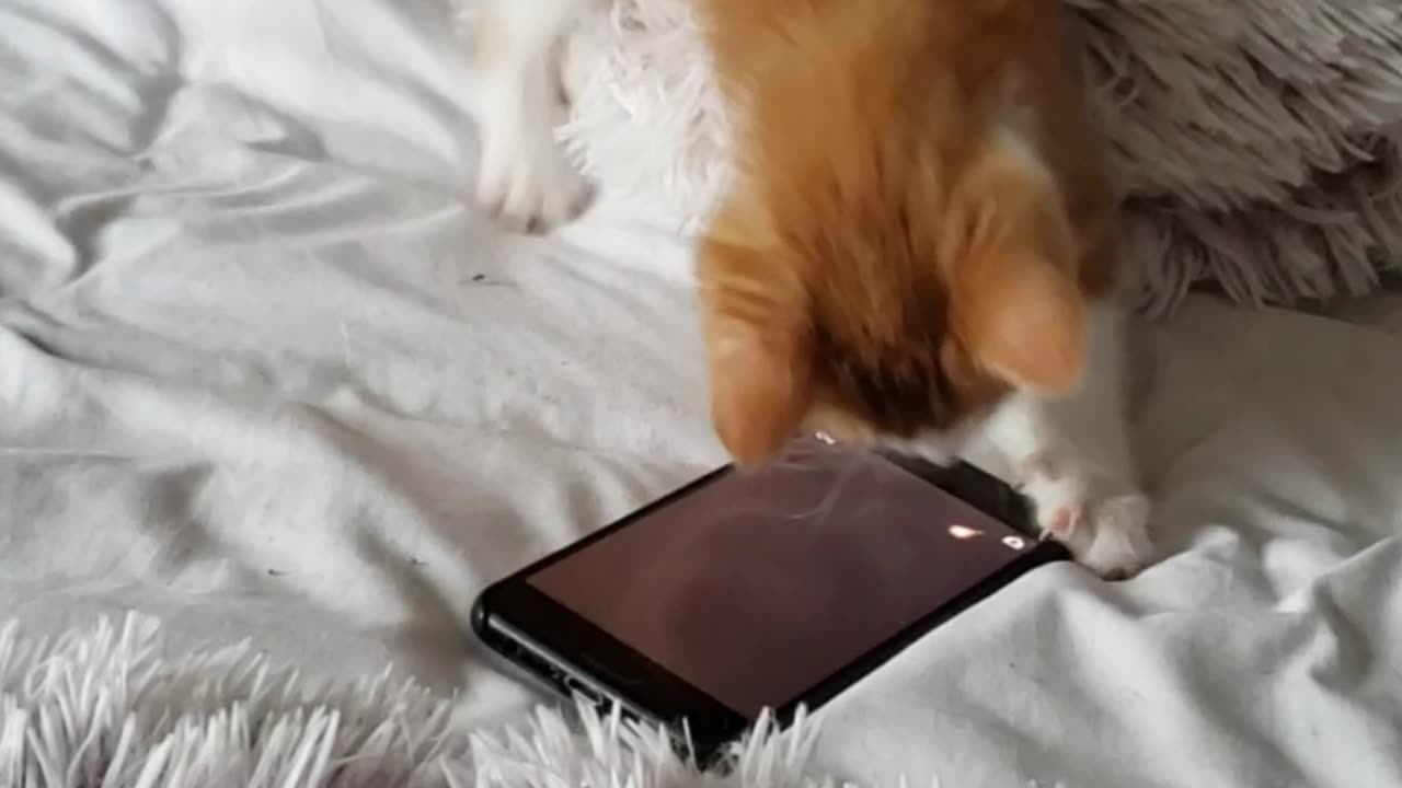 Kitten's First Phone Call (Playing cat game)