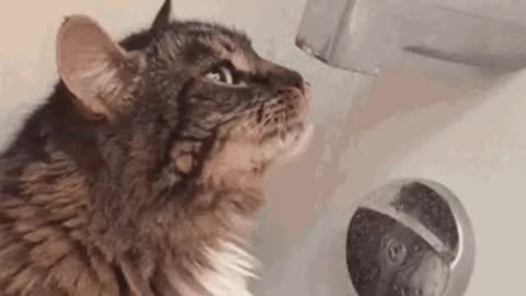 Cute Cat Gif