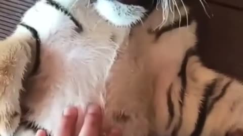 to protect wild animals