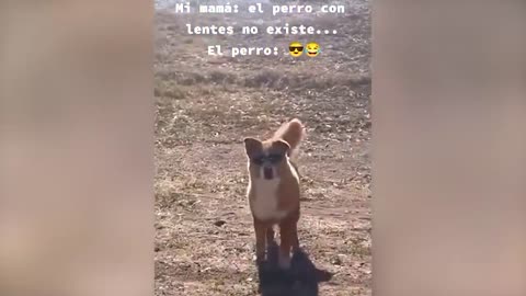 Funny Animal Videos 2023 😂 - Funniest Cats And Dogs Video 😺😍