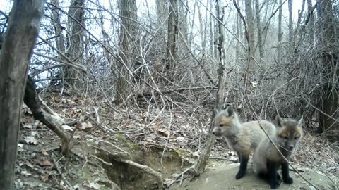 Fox Kits