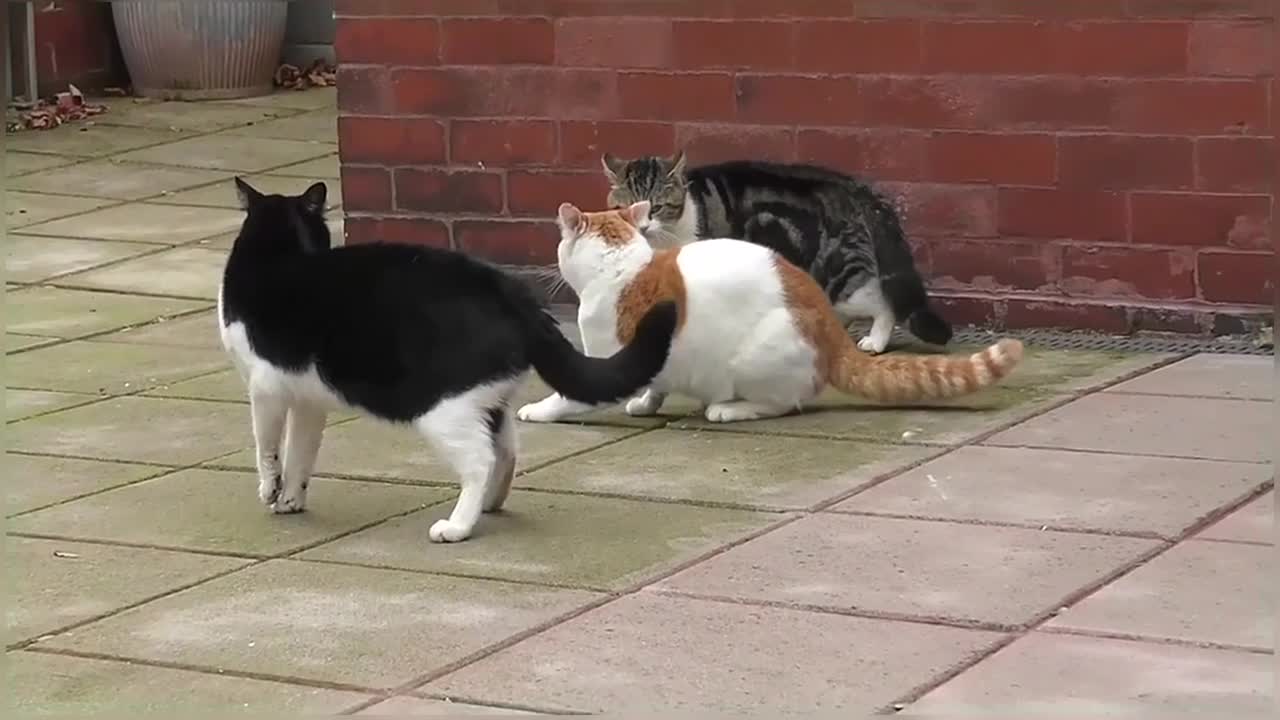 Craziest Cat Fights