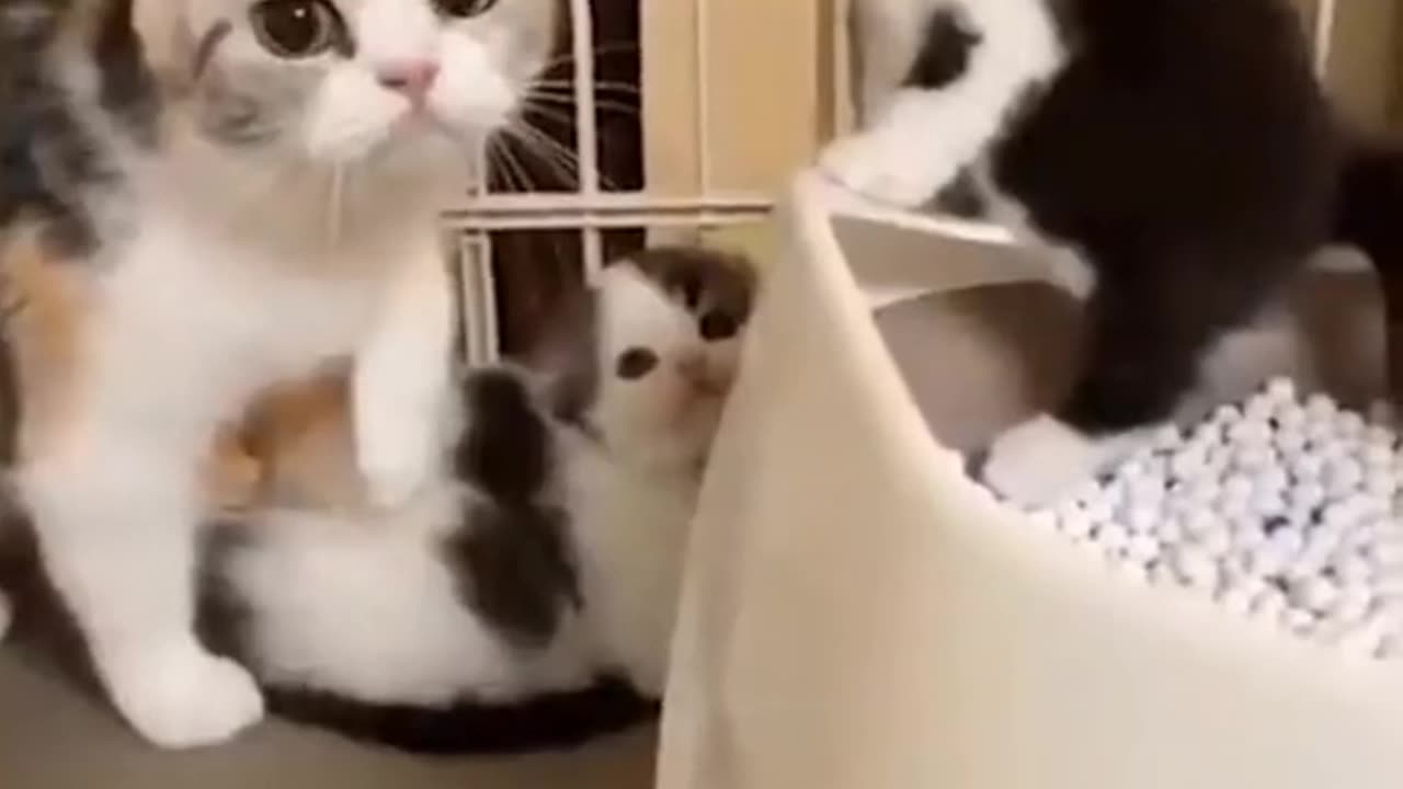 newest video of cats doing funny 2023😂