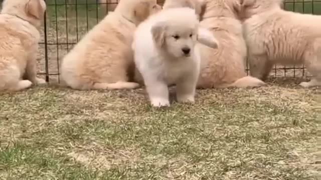 Dog lover 😘😍🤗