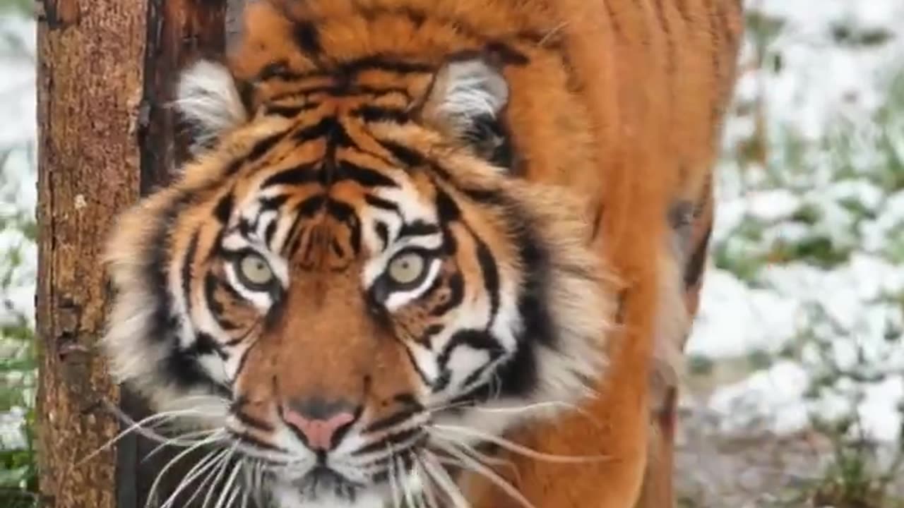 Tiger attitude status video