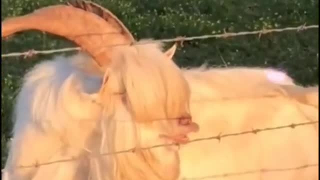 The charming hairdo